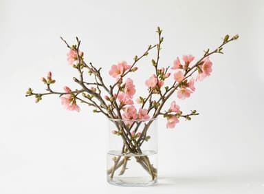 Spring Forcing Branches (Quince)